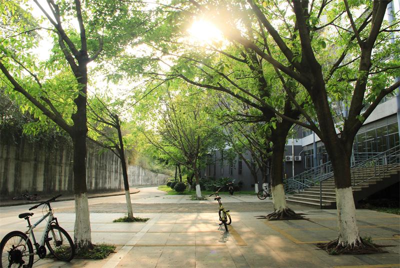 暖春校道(1)