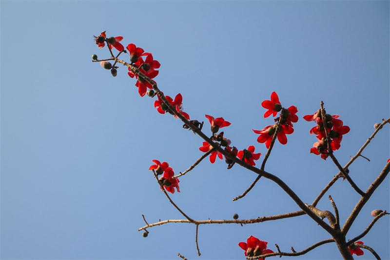 伸向天空的木棉